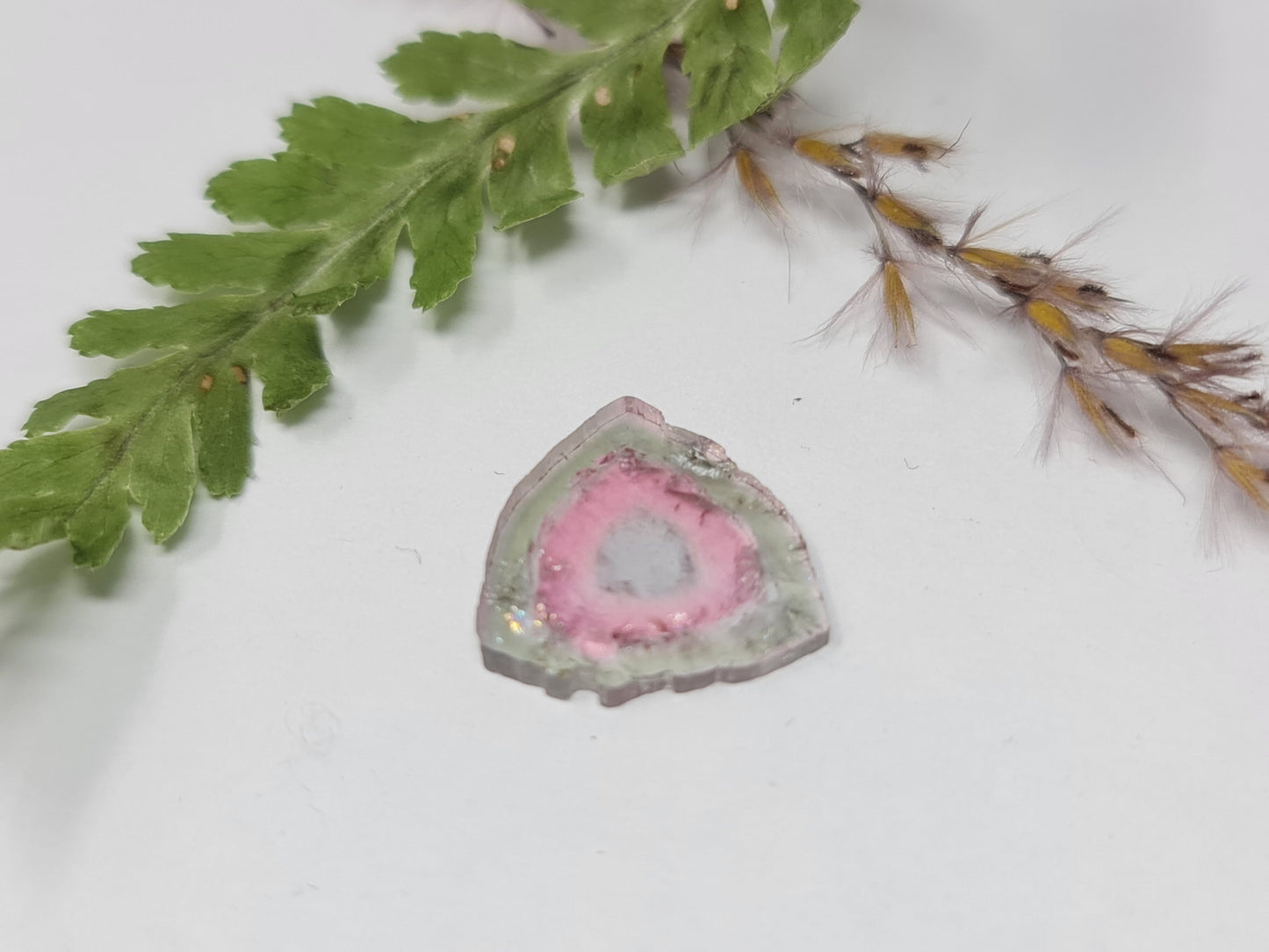 Nr.63 Excellente, große Wassermelonenturmalin Scheibe, zweifarbig (bicolor) rosa grün, 4,2ct 15,1x14,7x2mm