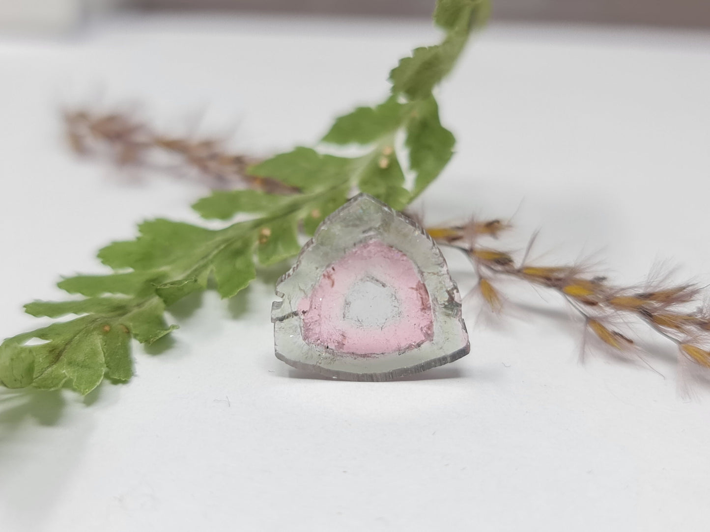 Nr.63 Excellente, große Wassermelonenturmalin Scheibe, zweifarbig (bicolor) rosa grün, 4,2ct 15,1x14,7x2mm