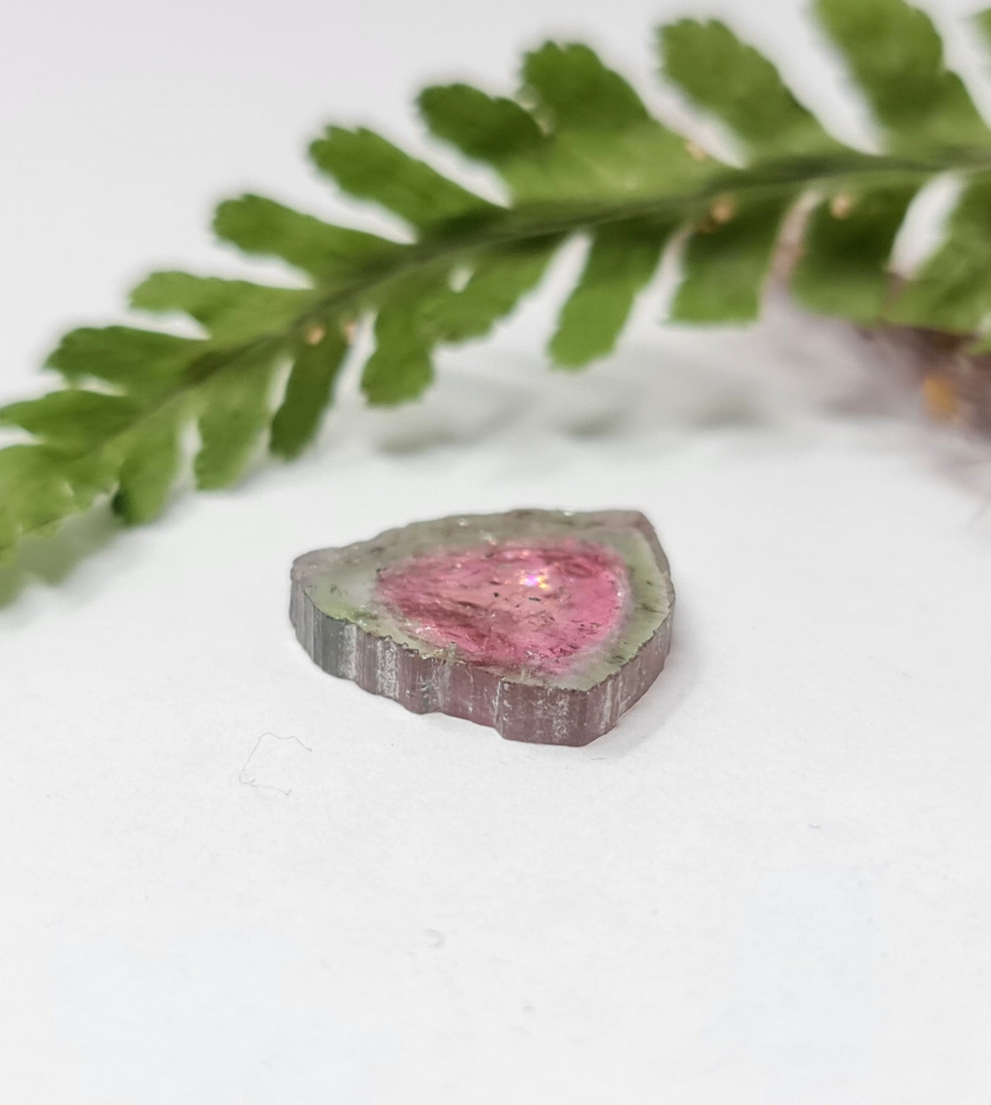 Nr.62 Excellente, große Wassermelonenturmalin Scheibe, Kristallquerschnitt, zweifarbig (bicolor) rosa grün, 15,3x14,7x2,6mm 6,10